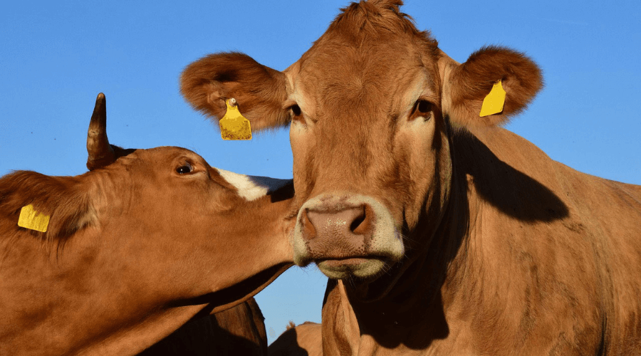 agro, inportação, brasil, pecuária